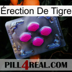 Érection De Tigre 02